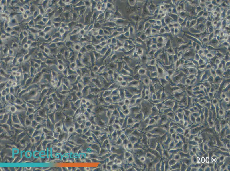 B16-F1 Cell Complete Medium - 5