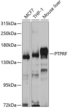 Western blot analysis of extracts of various cell lines using PTPRF Polyclonal Antibody at 1:1000 dilution.