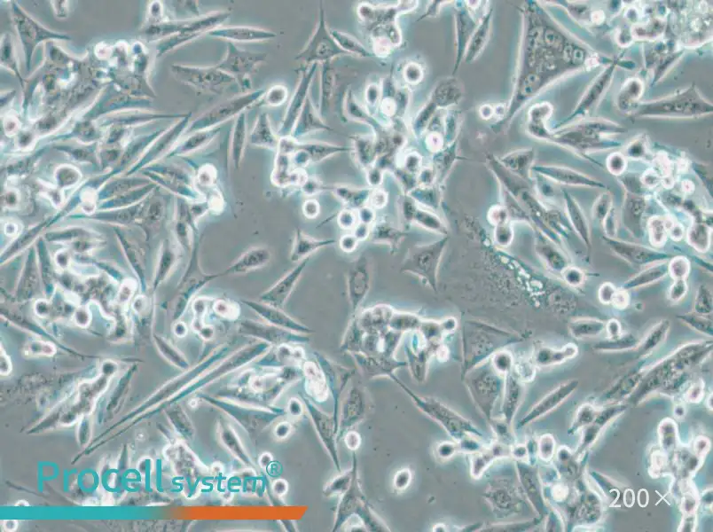 NCI-H1993 Cell Complete Medium - 5