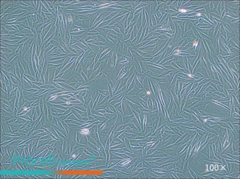 NCI-H1563 Cell Complete MediumNCI-H1563 Cell Complete Medium - 3