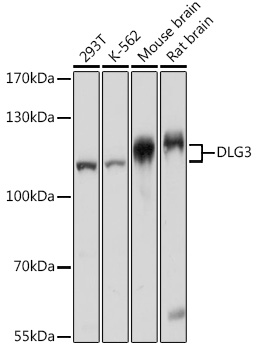 Western blot analysis of extracts of various cell lines using DLG3 Polyclonal Antibody at1:1000 dilution.