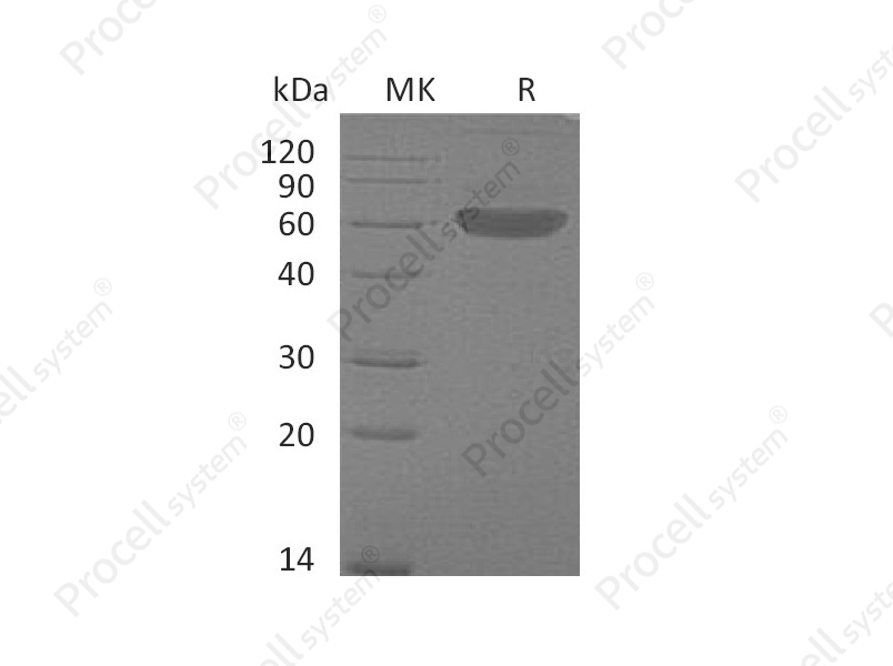 Flt-3L/Flt3LG (C-Fc), Mouse, Recombinant