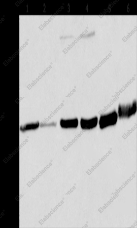 MCHR1 Polyclonal Antibody - 1