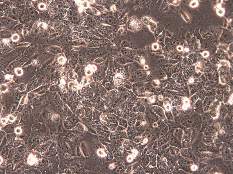 HTh83 Cell Complete Medium - 4