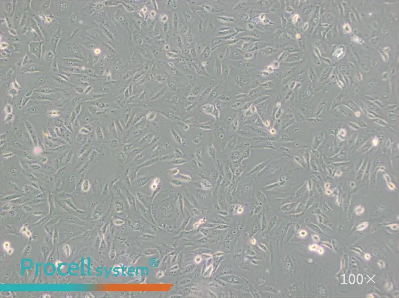 BS-C-1 Cell Complete Medium - 2