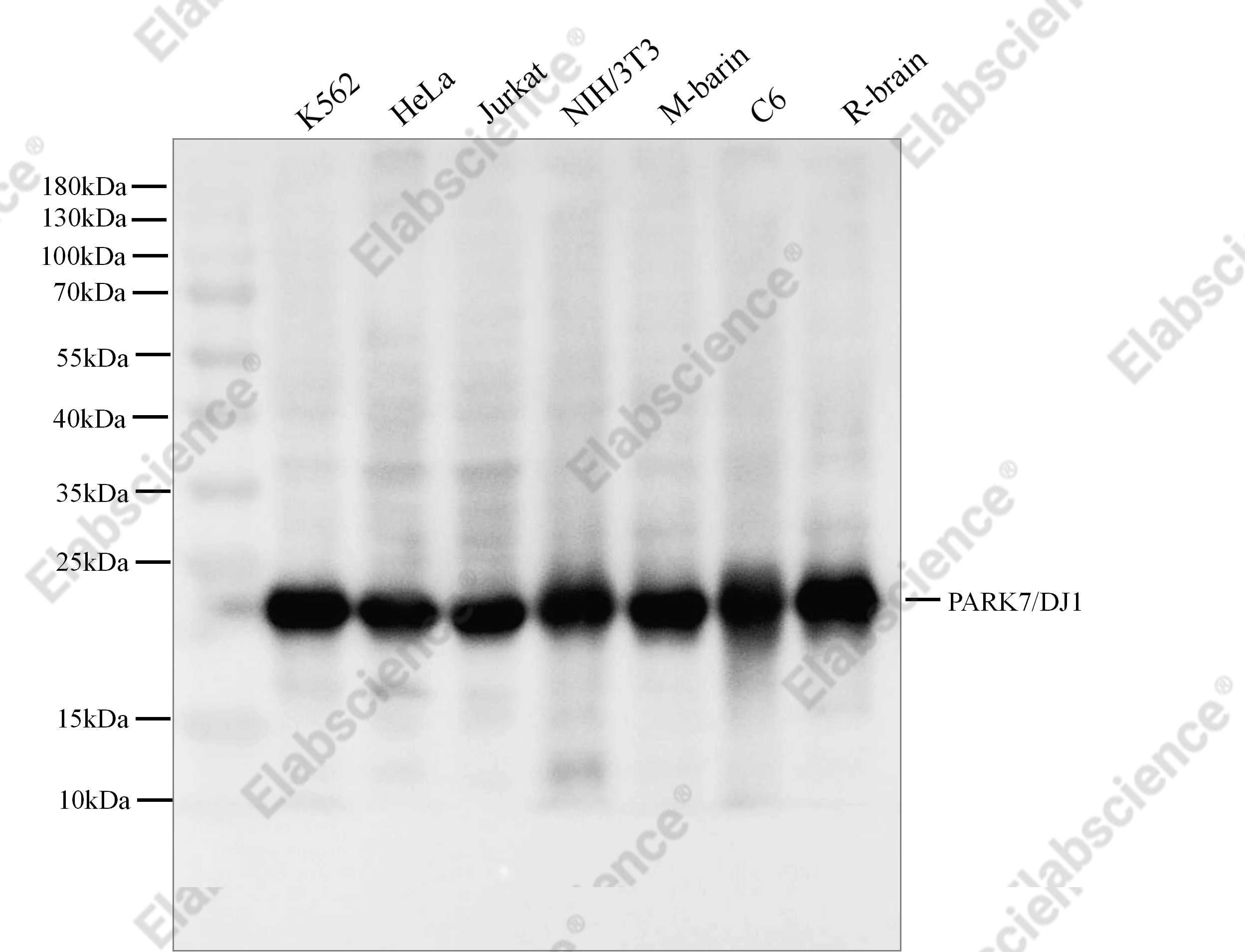 Recombinant PARK7/DJ-1 Monoclonal Antibody - 1