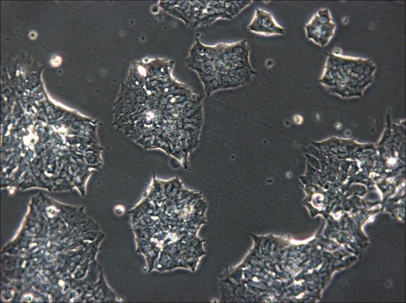 GT1-1 Cell Complete Medium - small - 5