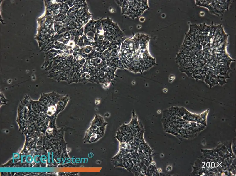 GT1-1 Cell Complete Medium - 6