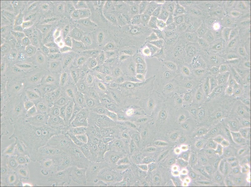A549 [A-549] Cell Complete Medium - small - 5