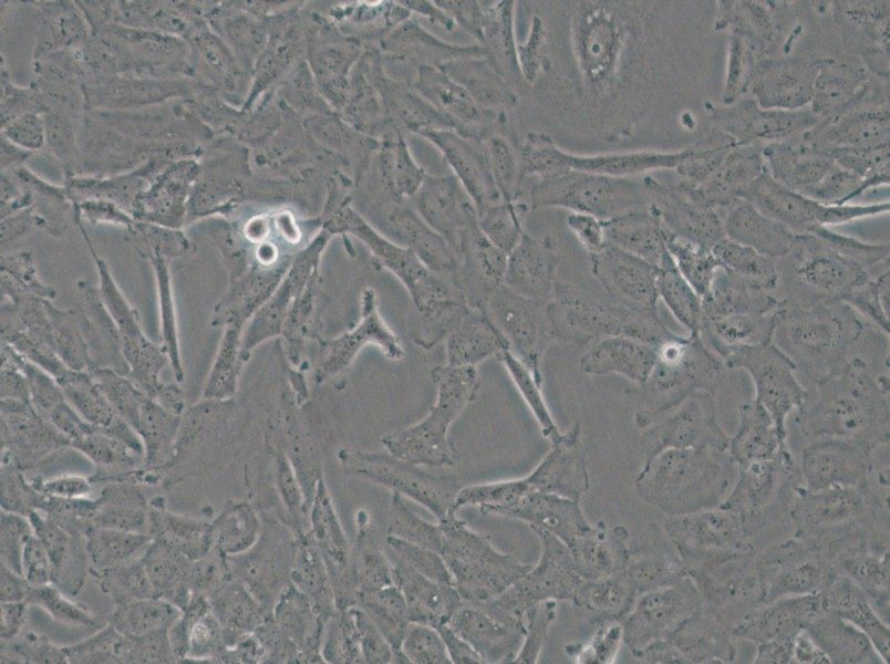 OCUT-2C Cell Complete Medium - small - 4