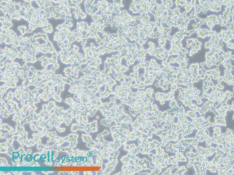 RAW 264.7 Cell Complete Medium - 1