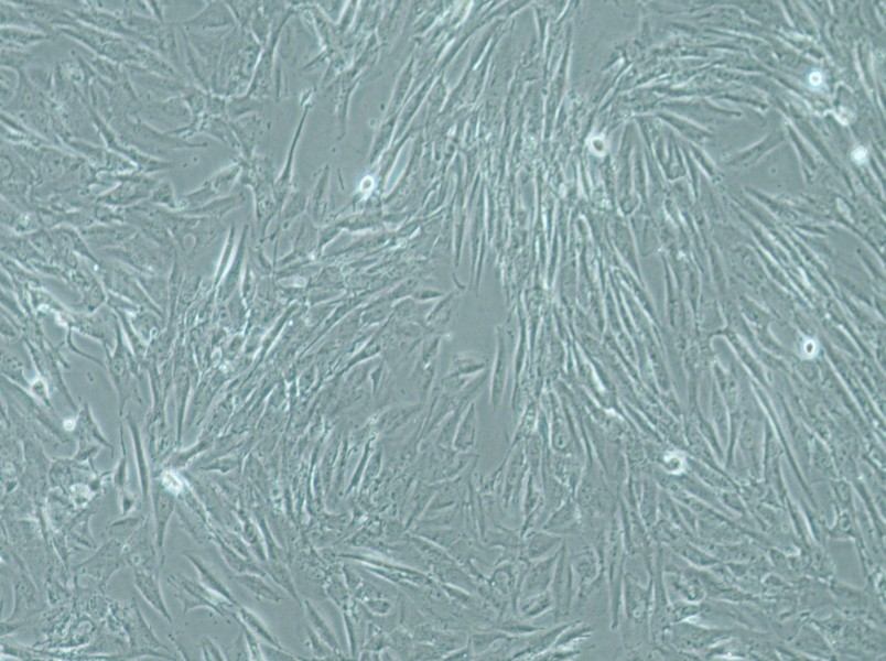 SW1088 Cell Complete Medium-searchlist-1