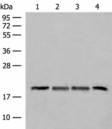 Western blot analysis of TM4 HEPG2 and A549 cell Mouse liver tissue lysates  using SEC11A Polyclonal Antibody at dilution of 1:300