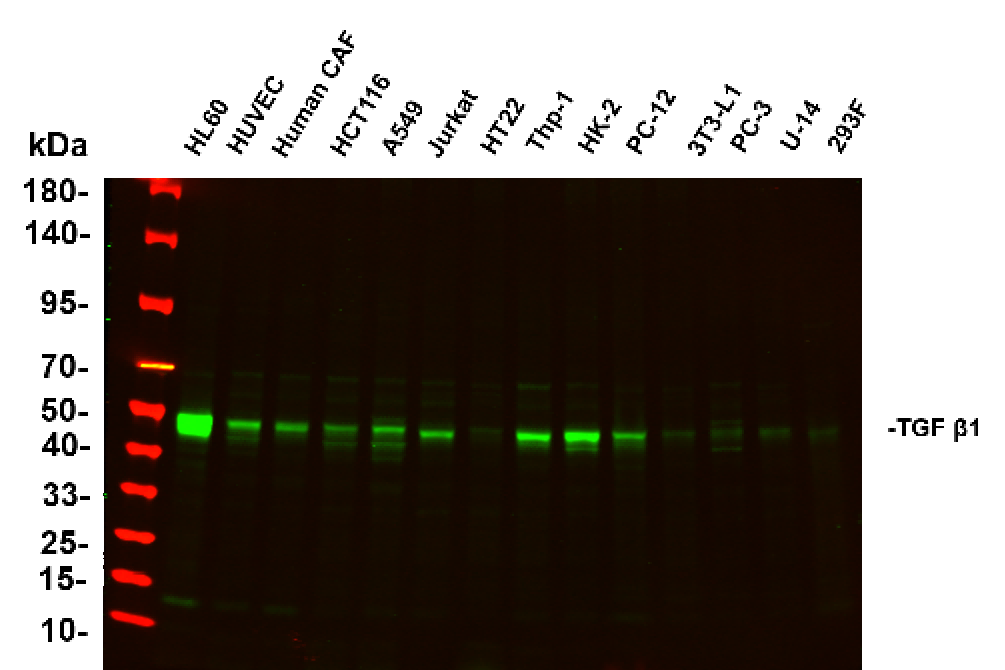 Recombinant TGF β1 Monoclonal Antibody-searchlist-1