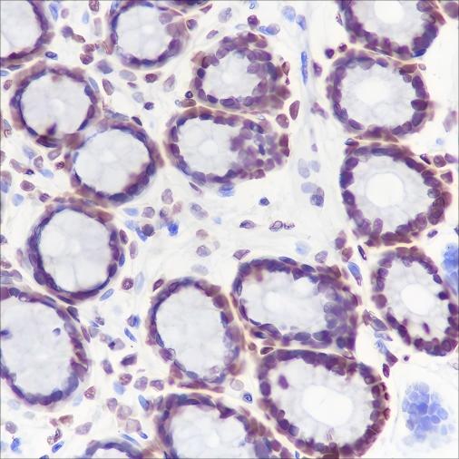 Recombinant HMGB1 Monoclonal Antibody - small - 4