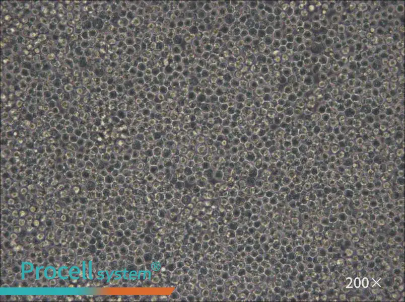 MOLM-13 Cell Complete Medium - small - 5