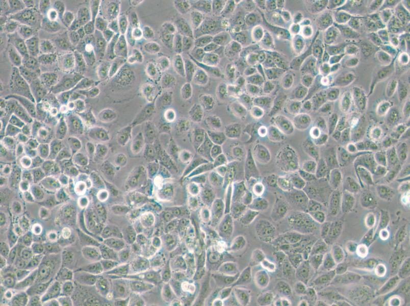 VK2/E6E7 Cell Complete Medium - small - 5