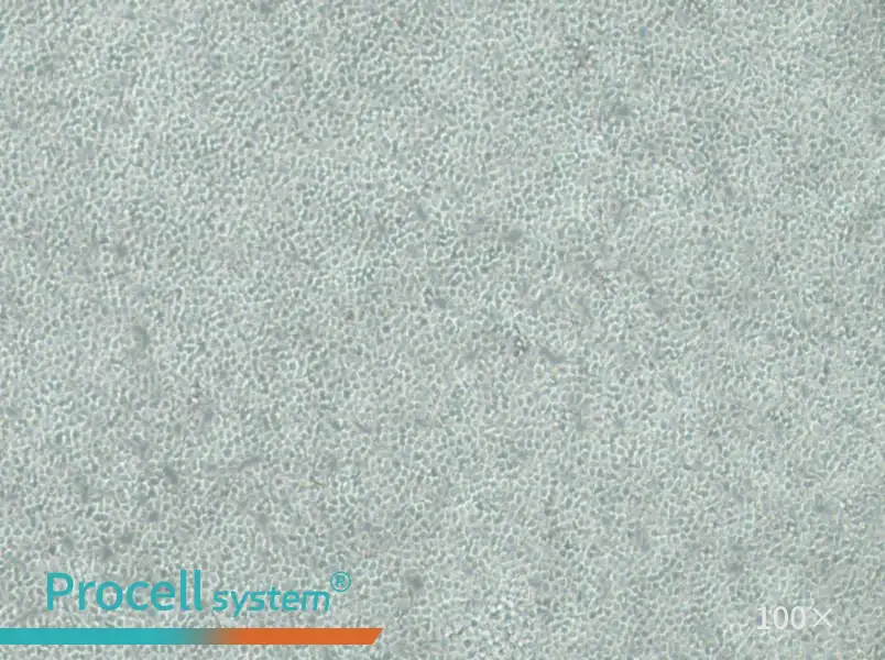 C1498-LUC Cell Complete MediumC1498-LUC Cell Complete Medium - 3