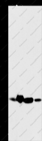 THOC7 Polyclonal Antibody - 1