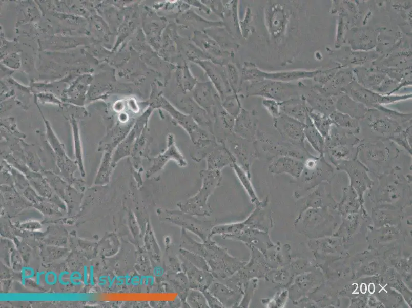 OCUT-2C Cell Complete Medium - 4