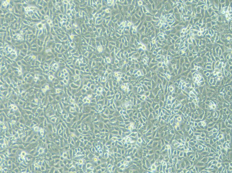 KYSE-450 Cell Complete Medium-searchlist-1