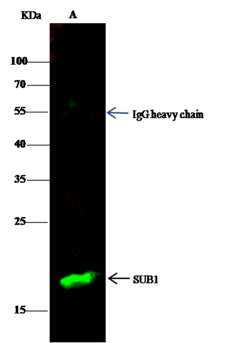 SUB1/PC4 Monoclonal Antibody