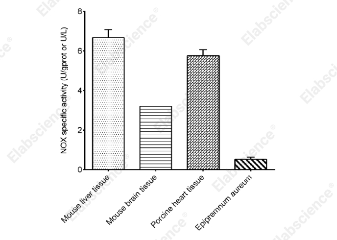 NADH Oxidase (NOX) Activity Assay Kit - 1