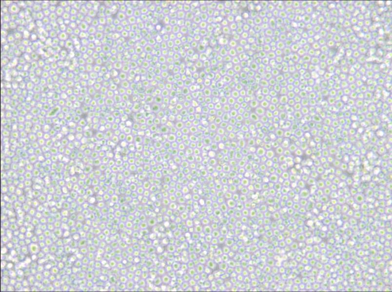 MEL Cell Complete Medium - 5