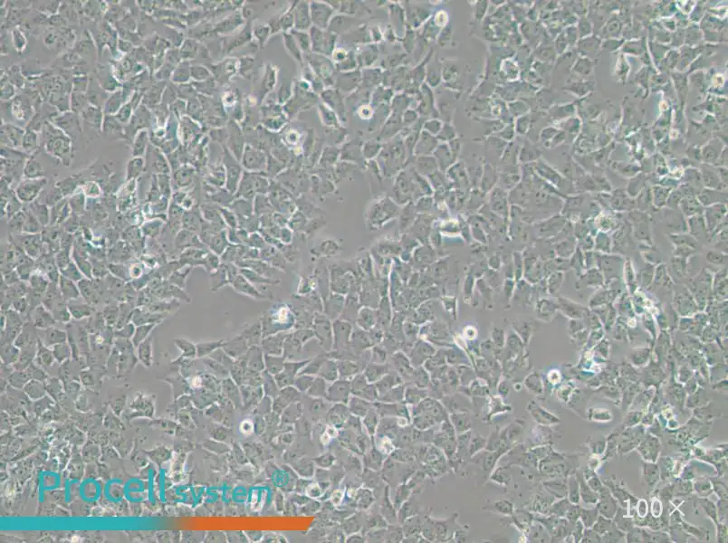 SK-MES-1 Cell Complete MediumSK-MES-1 Cell Complete Medium - 2