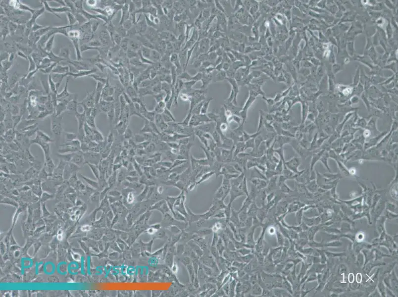HTR-8-Svneo Cell Complete Medium - 1