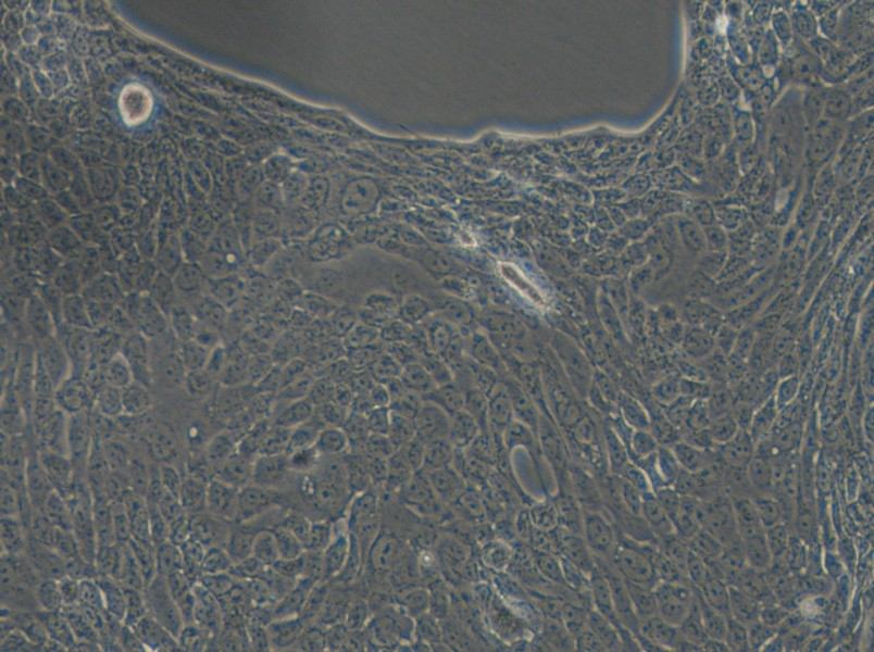 Calu-3 Cell Complete Medium - 6
