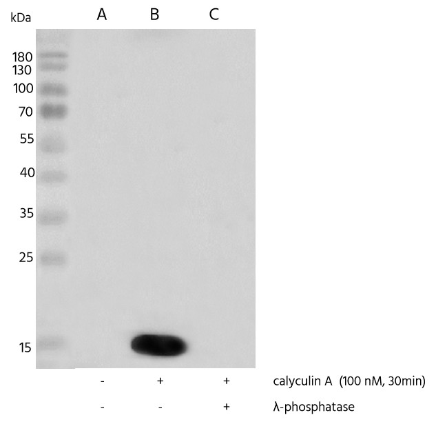 Recombinant Phospho-Histone H3 (Ser10) Monoclonal Antibody - small - 2