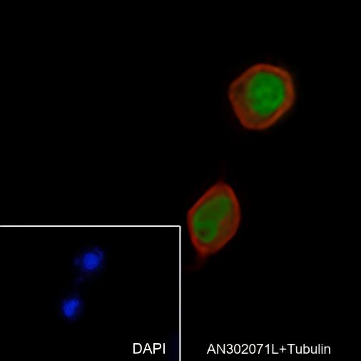 Recombinant SF1 Monoclonal Antibody - small - 6