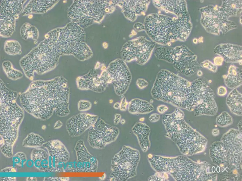 NCI-H1944 Cell Complete Medium - 3