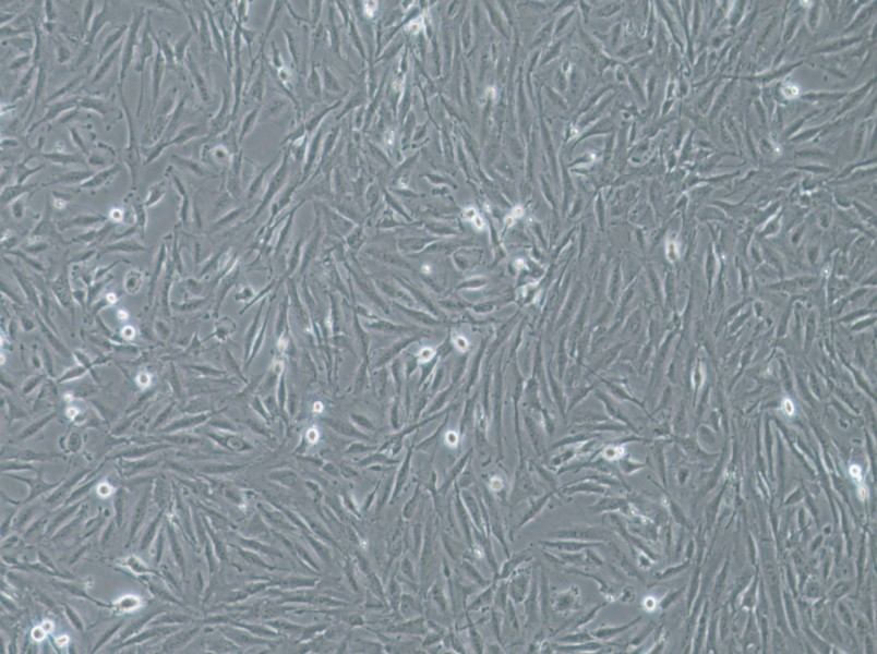 THLE-2 Cell Complete Medium - 2