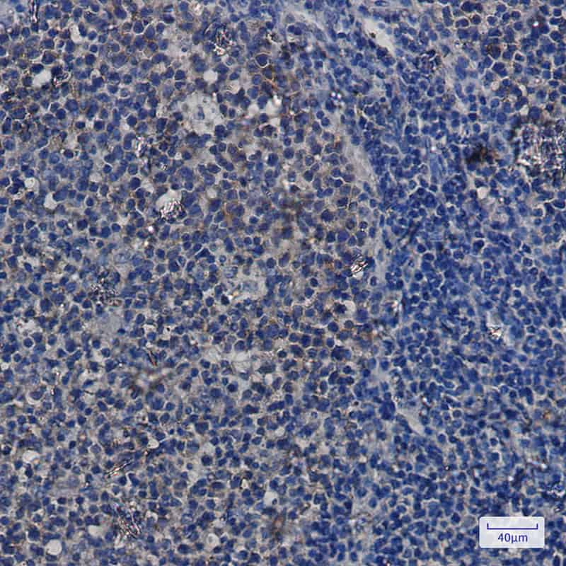 Immunohistochemistry of Hsp9 alpha/beta in paraffin-embedded Human tonsil using Hsp9 alpha/beta Rabbit mAb at dilution 1:50