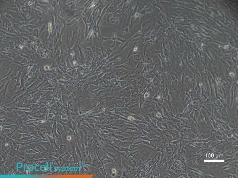Mouse Myogenic Stem Cell Complete Medium - 3