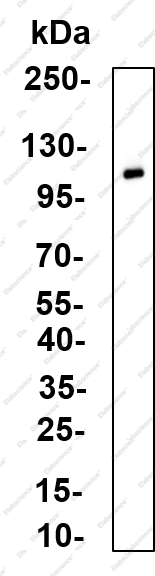 Recombinant MOV10 Monoclonal Antibody - 1