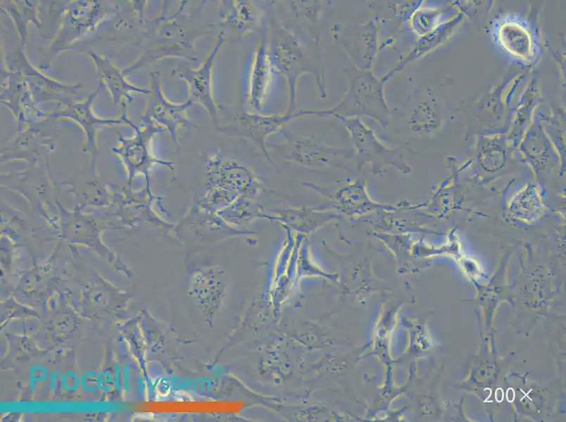 Hs 578T Cell Complete Medium - small - 4