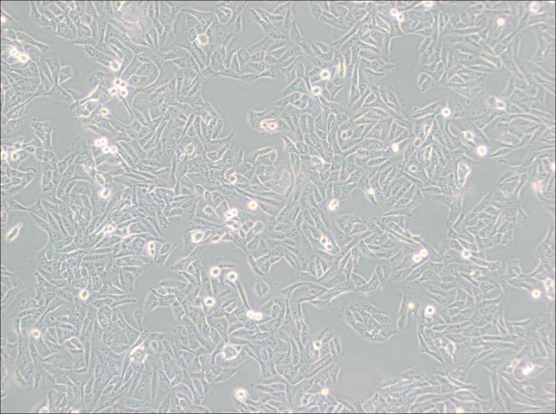 MNNG/HOS Cl #5 [R-1059-D] Cell Complete Medium-searchlist-1