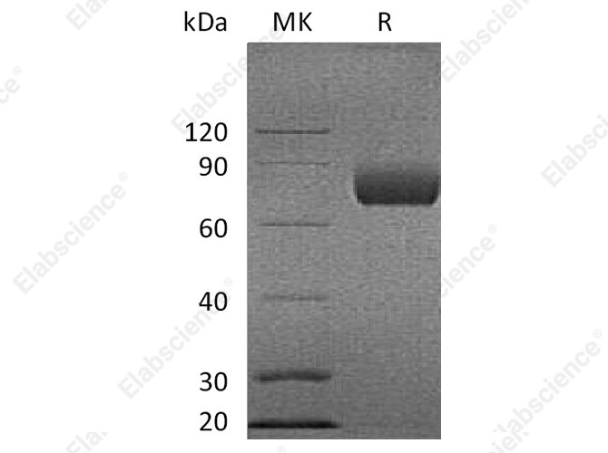 Recombinant Cynomolgus B7-1/CD80 Protein (Fc Tag) - 1
