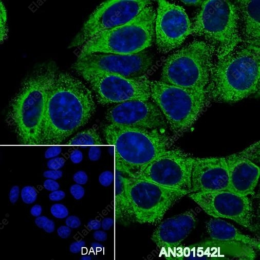 Recombinant GRP94 Monoclonal Antibody - 2
