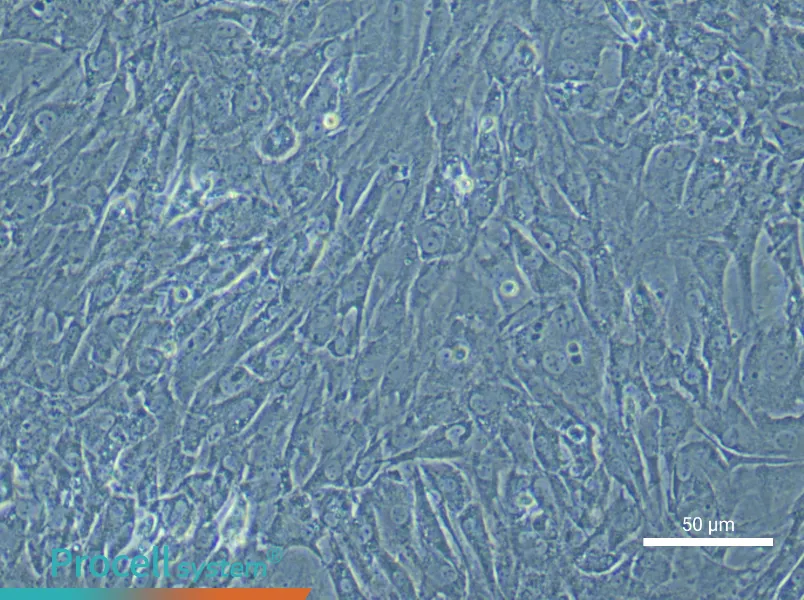 Rat Tendon Fibroblast Complete Medium - 4