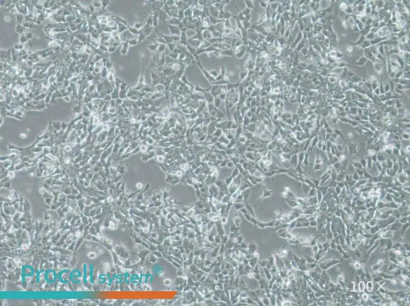 SK-N-DZ Cell Complete Medium - 1