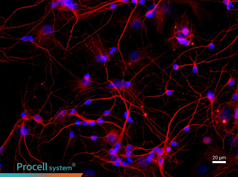 Rat Hippocampal Neuron Complete MediumRat Hippocampal Neuron Complete Medium - 2