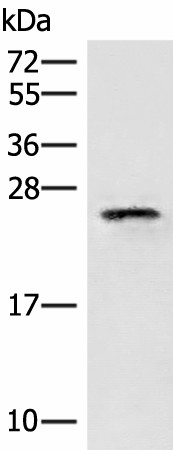 Western blot analysis of HT29 cell lysate  using EIF3K Polyclonal Antibody at dilution of 1:400