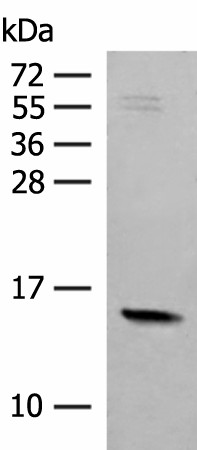 Western blot analysis of Mouse Pancreas tissue lysate  using RPS12 Polyclonal Antibody at dilution of 1:500