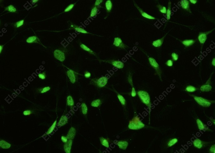 STK4/MST1 Monoclonal Antibody - 1