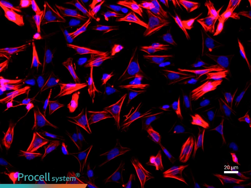 Rat Small Intestinal Smooth Muscle CellsRat Small Intestinal Smooth Muscle Cells - 2