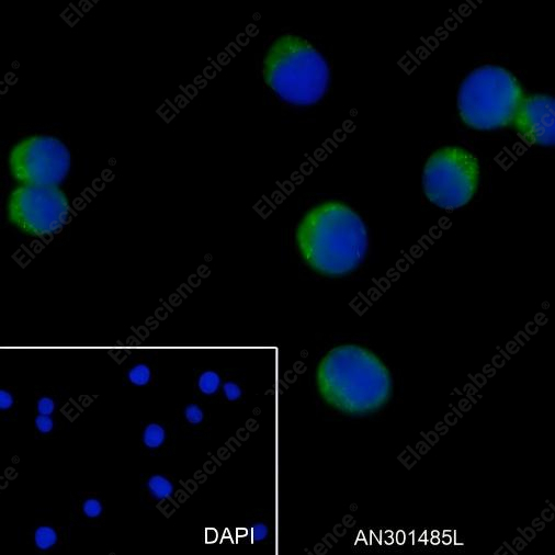 Recombinant CD62P Monoclonal Antibody - 2